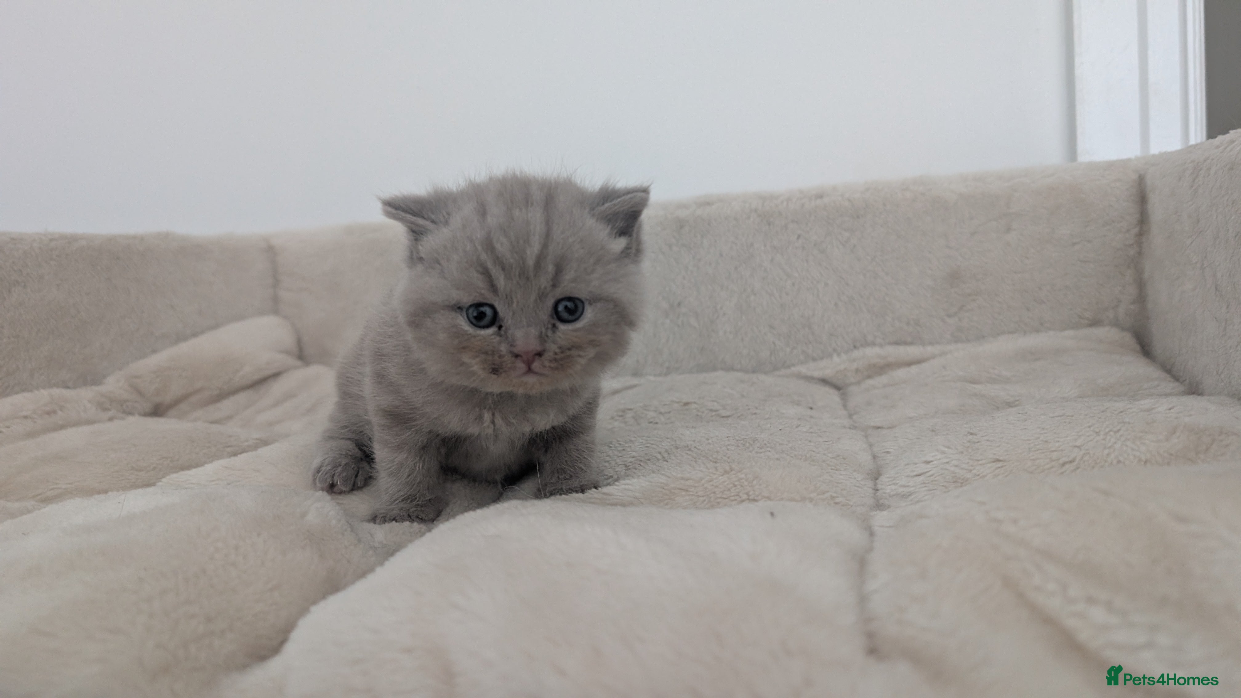 British Shorthair cats Adorable British Shorthair Kittens  - Advert 2