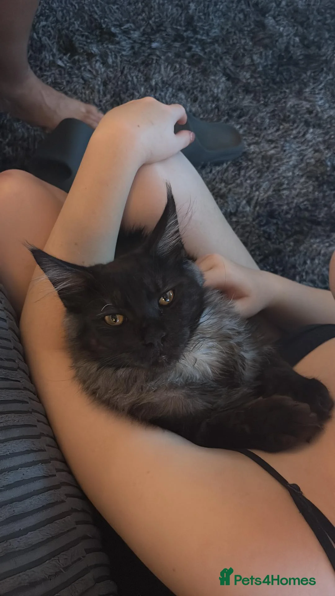 Maine Coon cats for sale: 6.5kg 9 month male maincoon in Crawley in Crawley - Advert 10