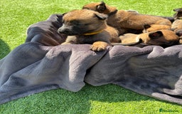 Belgian Shepherd Dog dogs for sale: Belgian Malinois puppies  - Image 7