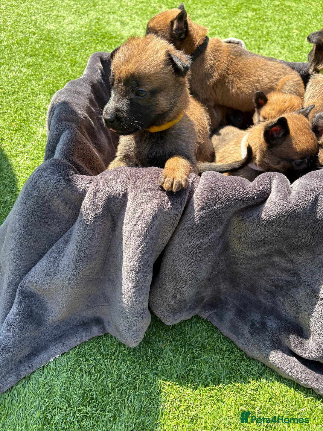 Belgian Shepherd Dog dogs for sale: Belgian Malinois puppies  - Image 7