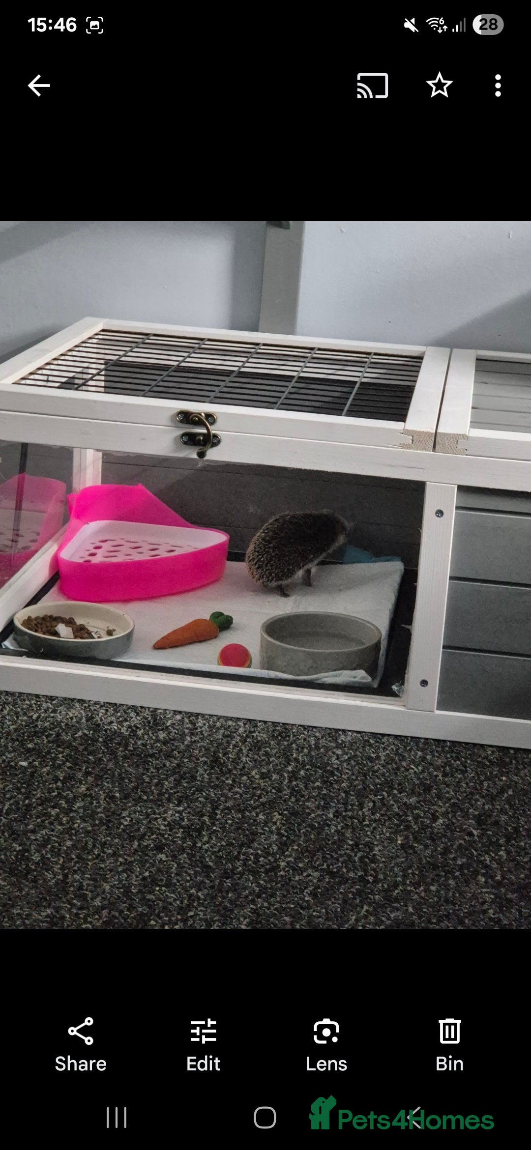 Pygmy Hedgehog rodents for sale: Female hedgehog - Image 3
