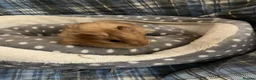 Guinea Pig rodents for sale: Lots of lovely baby boy guinea pigs - Advert 21