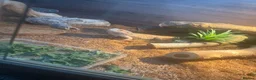 Bearded Dragon reptiles for sale: Male beaded dragon age 2  in Leeds - Advert 1