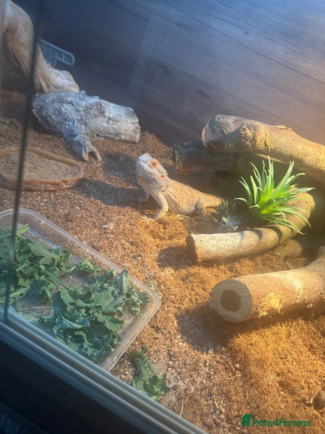 Bearded Dragon reptiles for sale: Male beaded dragon age 2  in Leeds - Advert 1