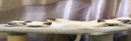Siamese cats for sale: Fluffy Siamese x Ragdoll Kittens – Blue Eyes - Advert 3