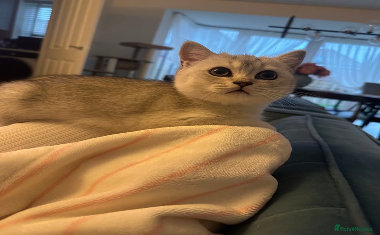 Scottish Fold cats - Advert 10