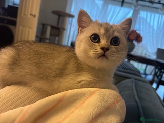 Scottish Fold cats - Advert 3