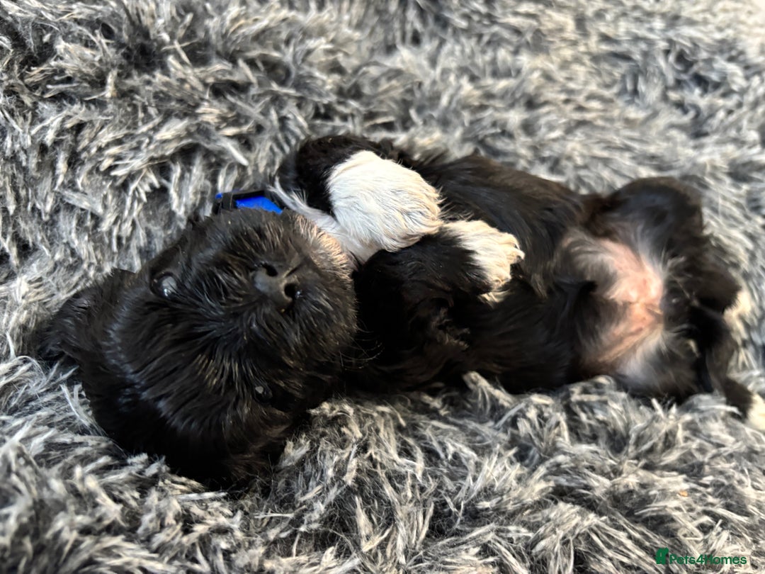 Mixed Breed dogs for sale: Beautiful Sproodle x Lhasa Apso Puppies - Advert 28