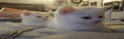British Shorthair cats for sale: Bundles of fluff - Advert 21