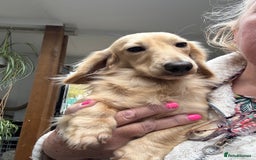 Dachshund dogs for stud: Cream Mini Long boy STUD  - Advert 4