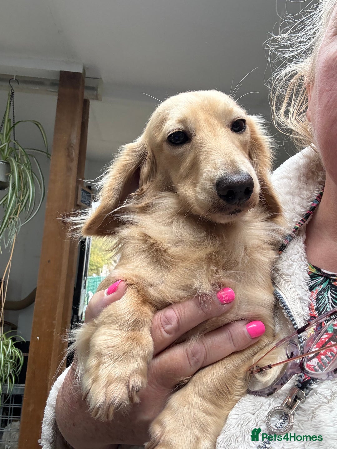 Dachshund dogs for stud: Cream Mini Long boy STUD  - Advert 4