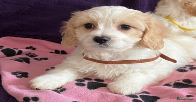 Cavachon dogs - Advert 15