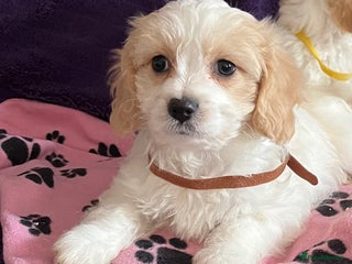 Cavachon dogs - Advert 1