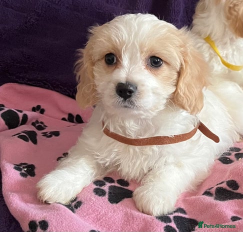 Cavachon dogs - Advert 1