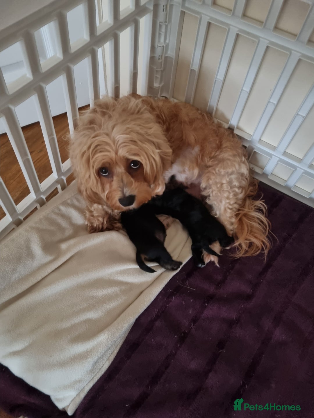 Bichon Frise dogs for sale: 2 Bichon puppies for sale  - Image 25