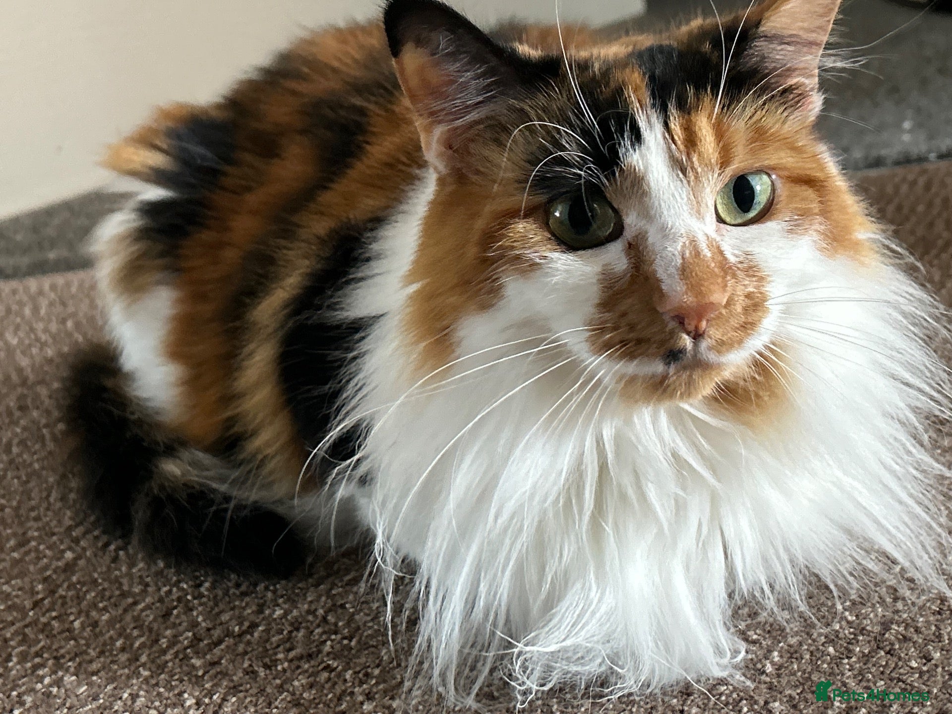 Domestic Shorthair cats 2 cats- sisters, loving personalities  - Advert 1