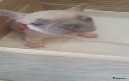 French Bulldog dogs for sale: Lovley frenchie puppies  - Image 4