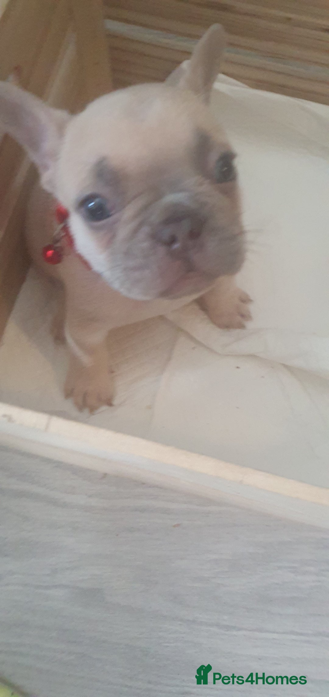 French Bulldog dogs for sale: Lovley frenchie puppies  - Image 4