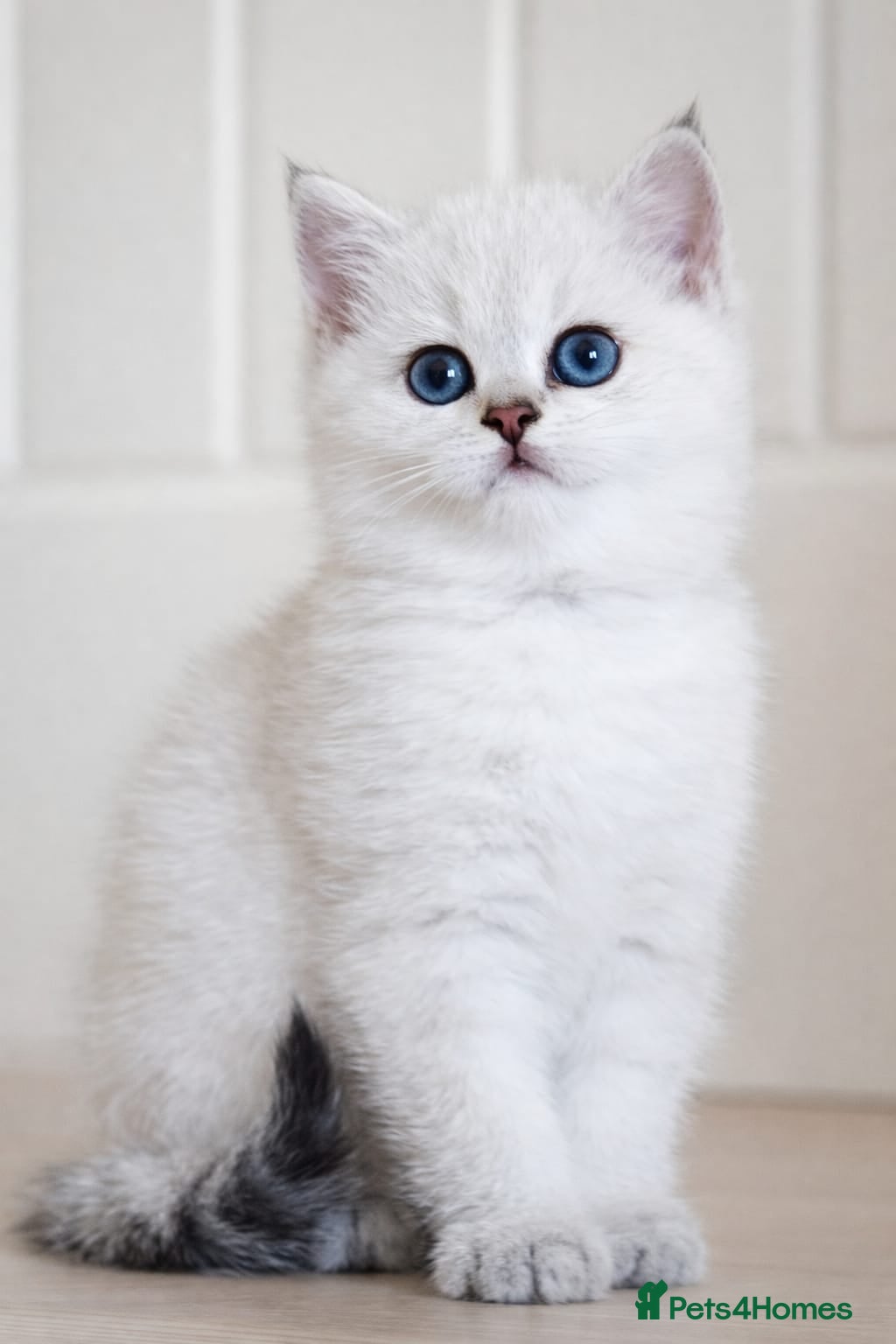 British Shorthair cats 💛🤍British Shorthair Kittens - White & Gold 🤍💛 - Advert 1
