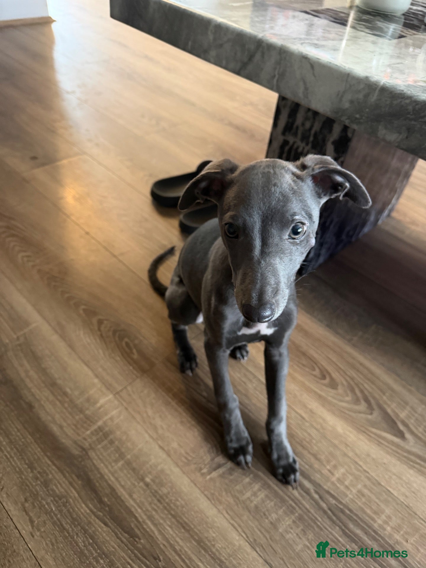 Whippet dogs Blue whippet pup - Advert 13