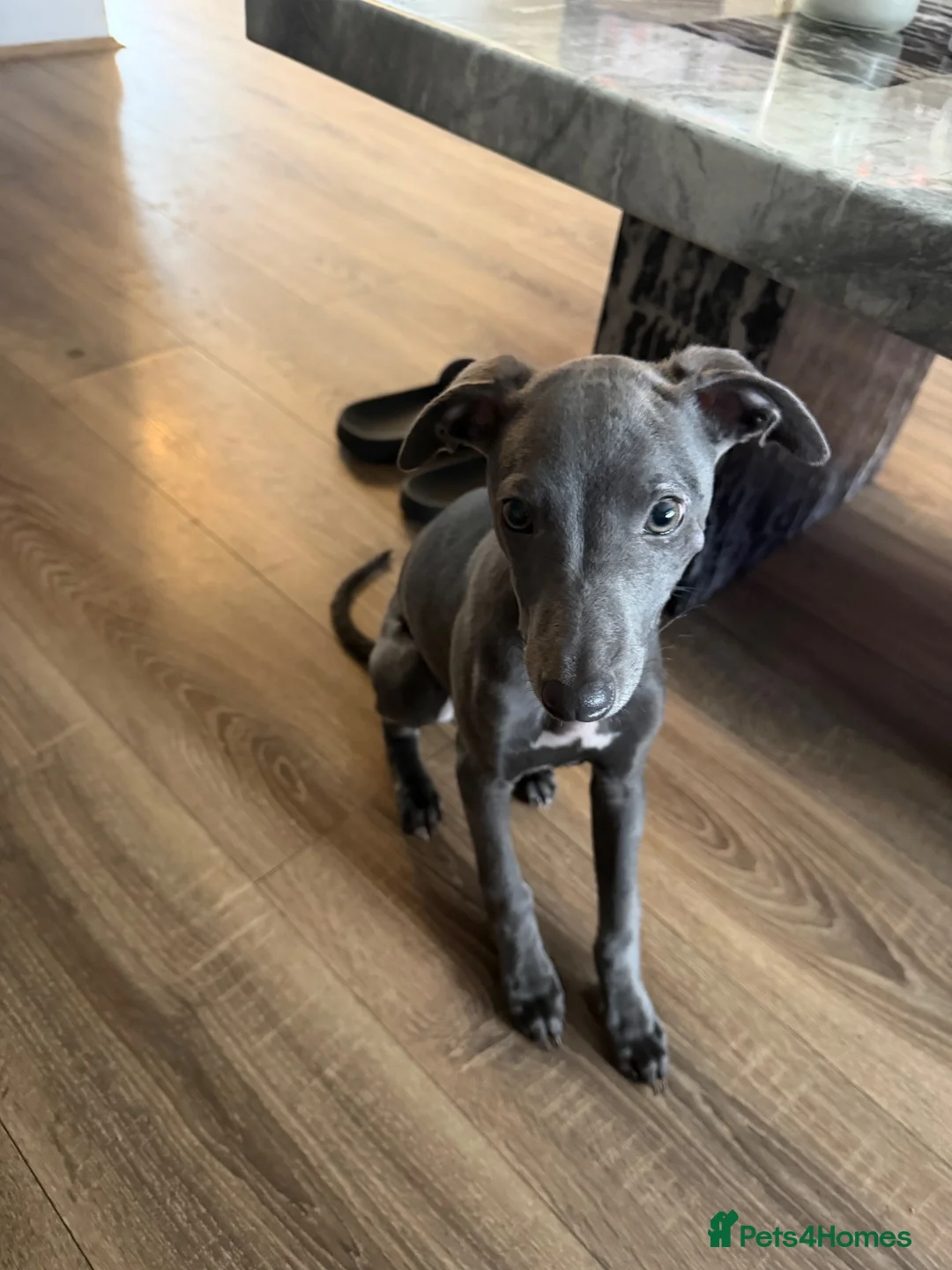 Whippet dogs for sale: Blue whippet pup - Advert 1