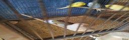 Budgerigars birds for sale: For sale  - Advert 7