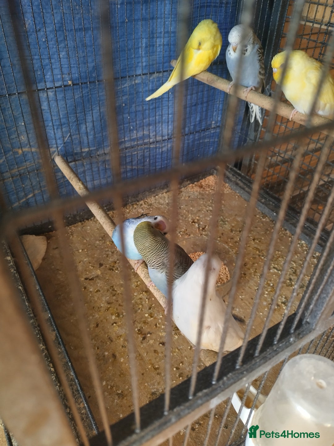 Budgerigars birds for sale: For sale  - Advert 7