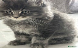Maine Coon cats for sale: Stunning Mainecoon Kittens - Image 19