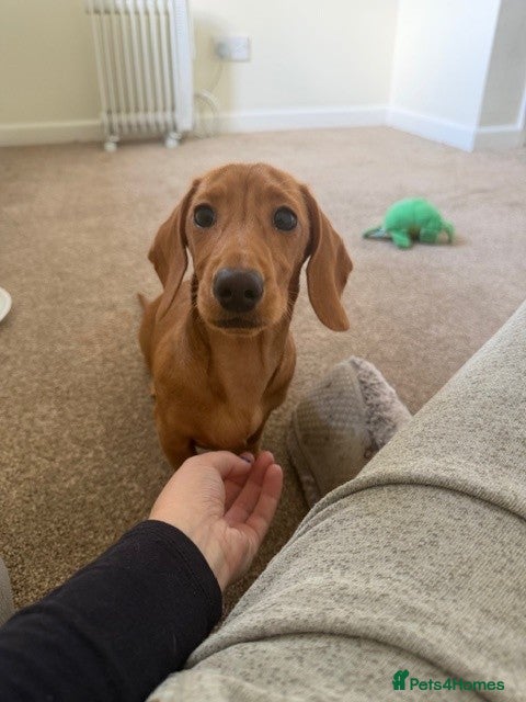 Miniature Dachshund dogs Last Boy! Miniature Smooth Cream Dachshunds - Advert 11