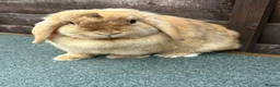 Mini Lop rabbits for sale: Chocolate Harliquin Doe  - Advert 2