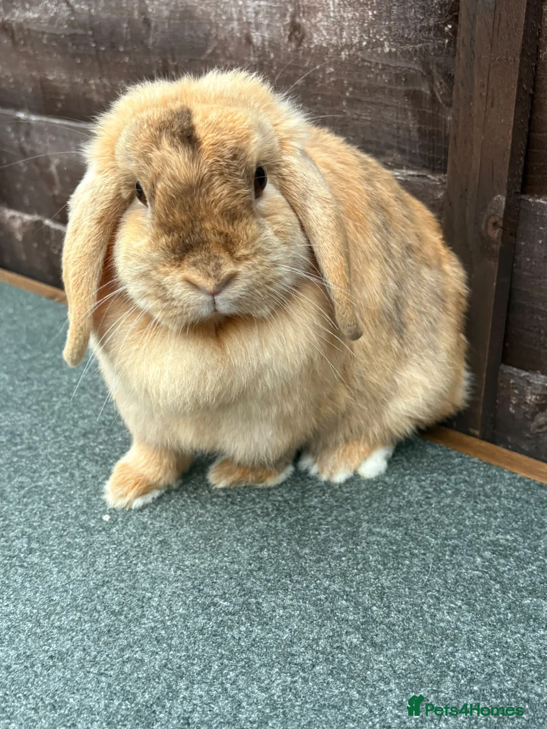 Mini Lop rabbits for sale: Chocolate Harliquin Doe  - Advert 2