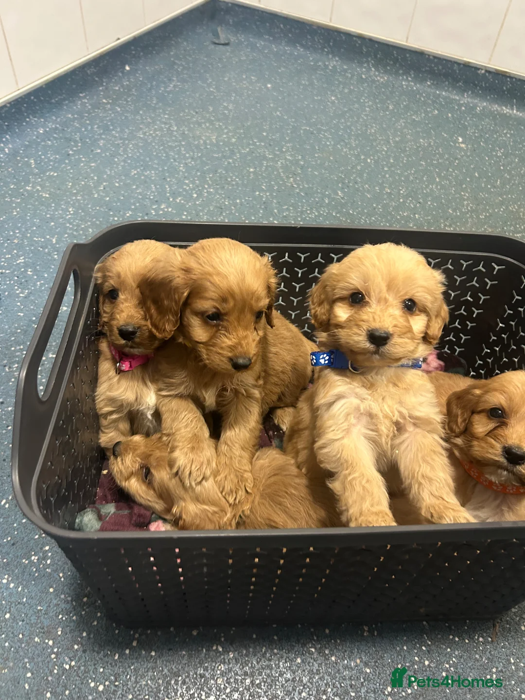Cockapoo dogs for sale: Cockerpoo  - Advert 2