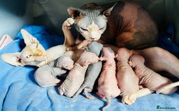 Sphynx cats for sale: Sphynx kittens - Image 12