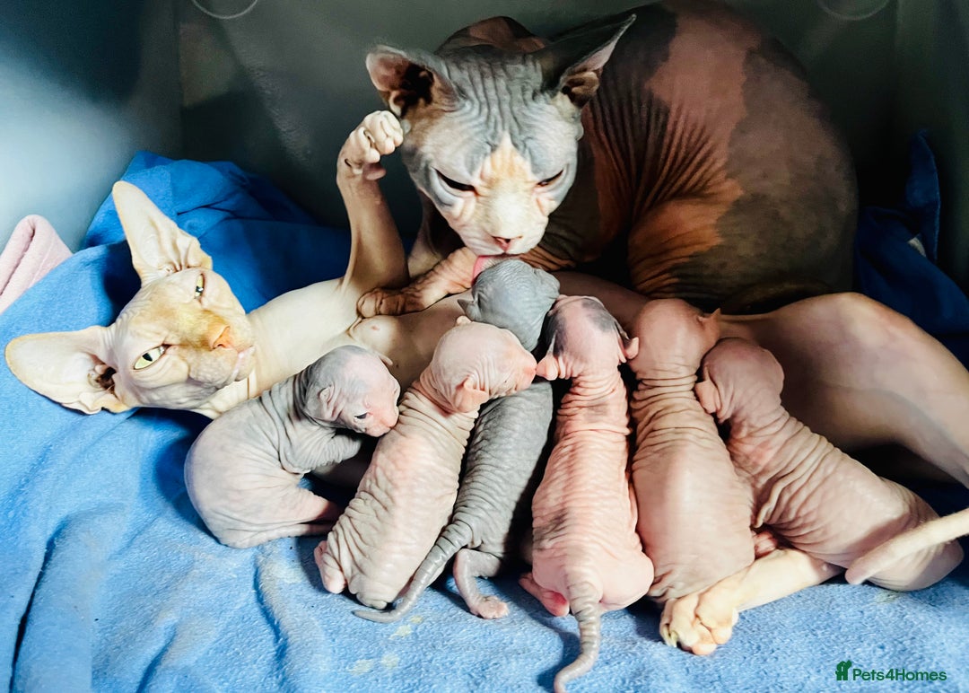 Sphynx cats for sale: Sphynx kittens - Image 12