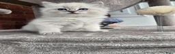 Ragdoll cats for sale: Stunning european girl remaining  - Advert 3