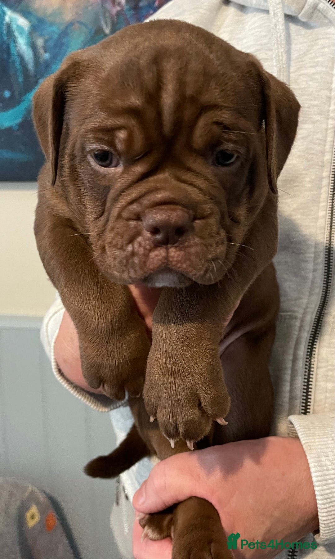 Olde English Bulldogge dogs for sale: Old English bulldogs “NEBBR “ regstd - Image 5