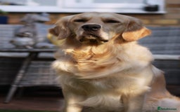 Golden Retriever dogs for stud: Duke, Proven KC registered  for stud. in Faringdon - Image 1