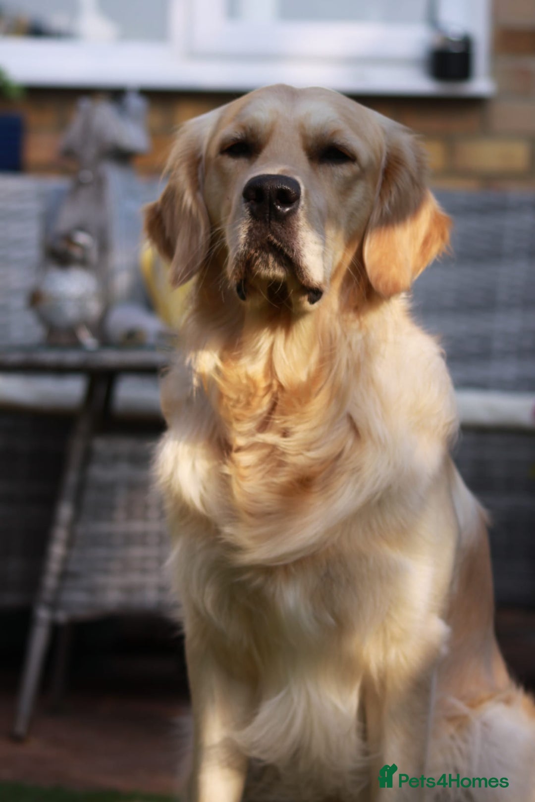 Golden Retriever dogs for stud: Duke, Proven KC registered  for stud. in Faringdon - Image 1
