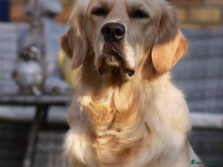 Golden Retriever dogs in Faringdon - Advert 26