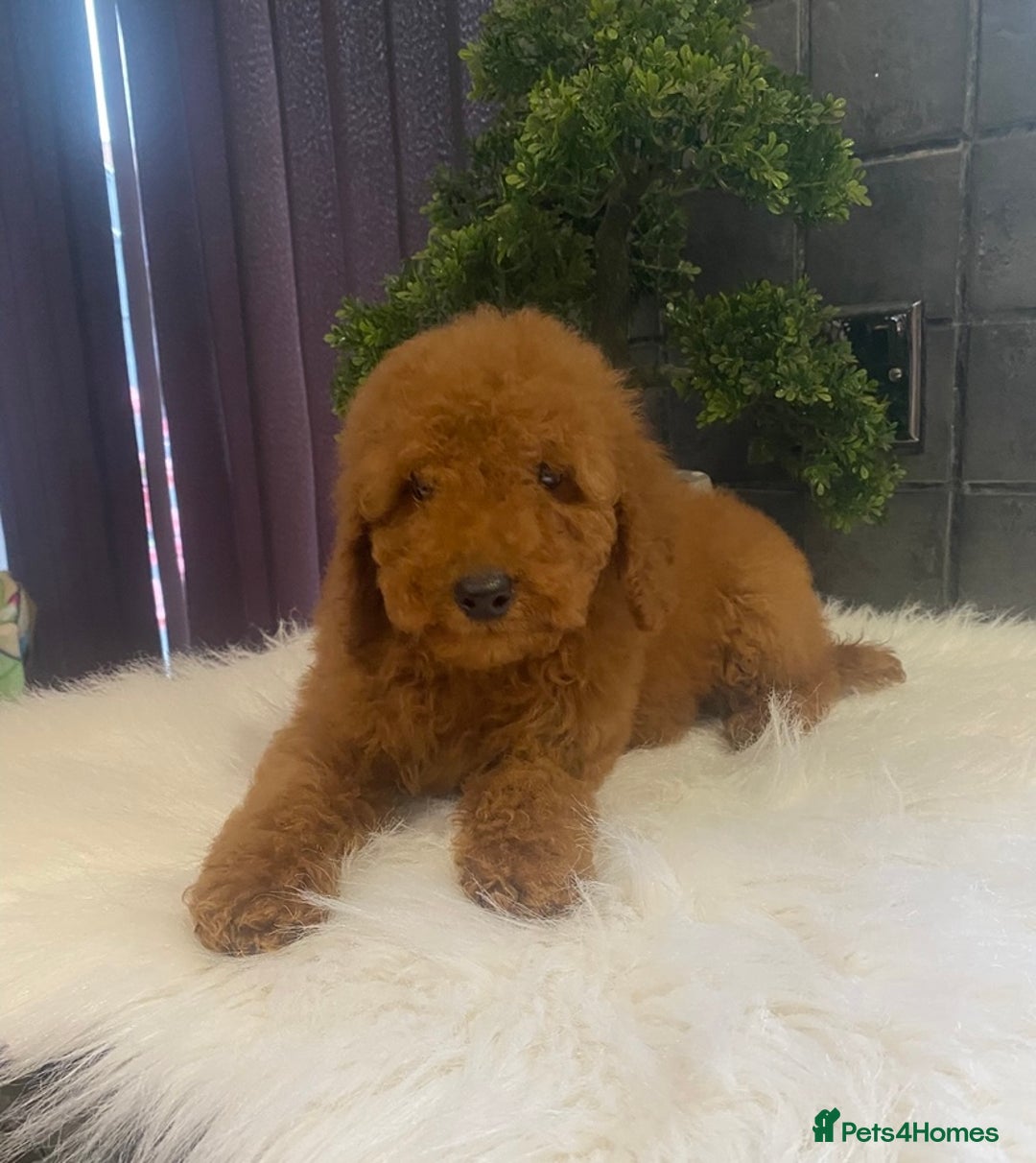 Miniature Poodle dogs for sale: Gorgeous Red Minature Poodle Puppies  - Advert 5