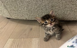 British Longhair cats for sale: 6 Super Friendly British Long Haired Kittens - Image 1