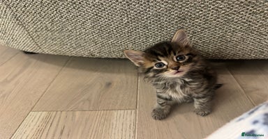 British Longhair cats - Advert 2