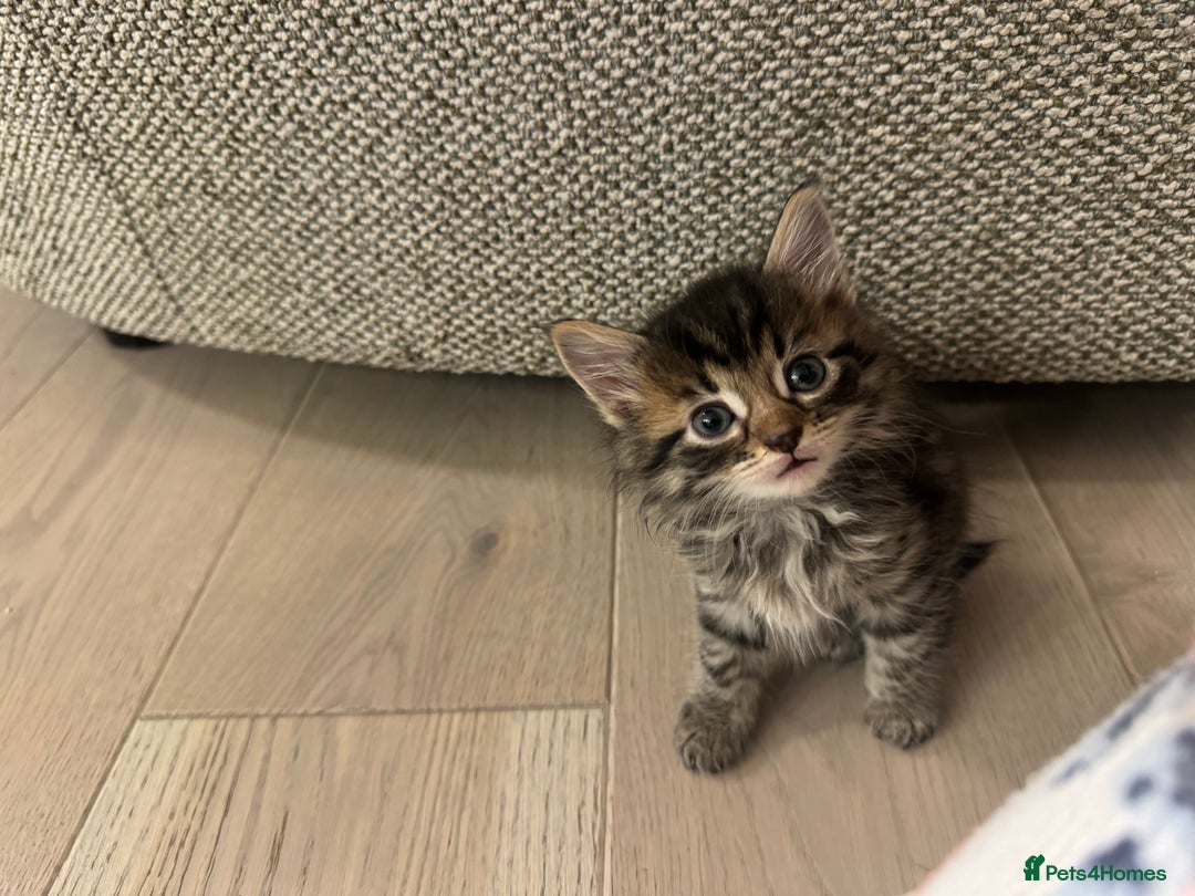 British Longhair cats for sale: 6 Super Friendly British Long Haired Kittens - Image 1