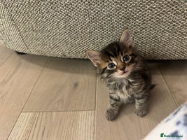 British Longhair cats - Advert 4