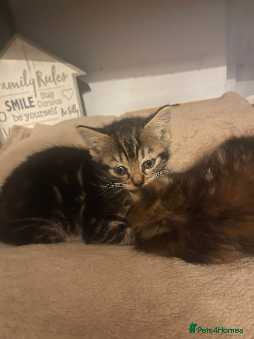 Domestic Shorthair cats for sale: Kittens for sale  - Advert 9