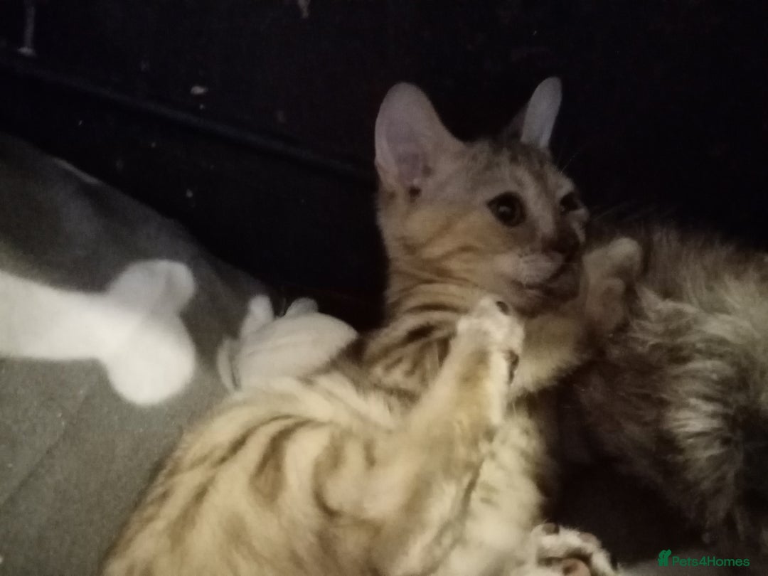 Mixed Breed cats for sale: Cute and Playful Kittens - Advert 29