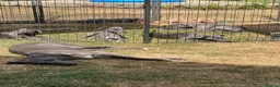 Whippet dogs for sale: Two Beautiful Whippet girls remaining  - Advert 17