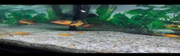 Live Bearers fish for sale: Fluval Tropical Aquarium Complete Setup in Tiverton - Advert 4