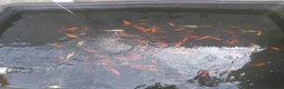 Goldfish fish for sale: Goldfish in Yeovil - Advert 3