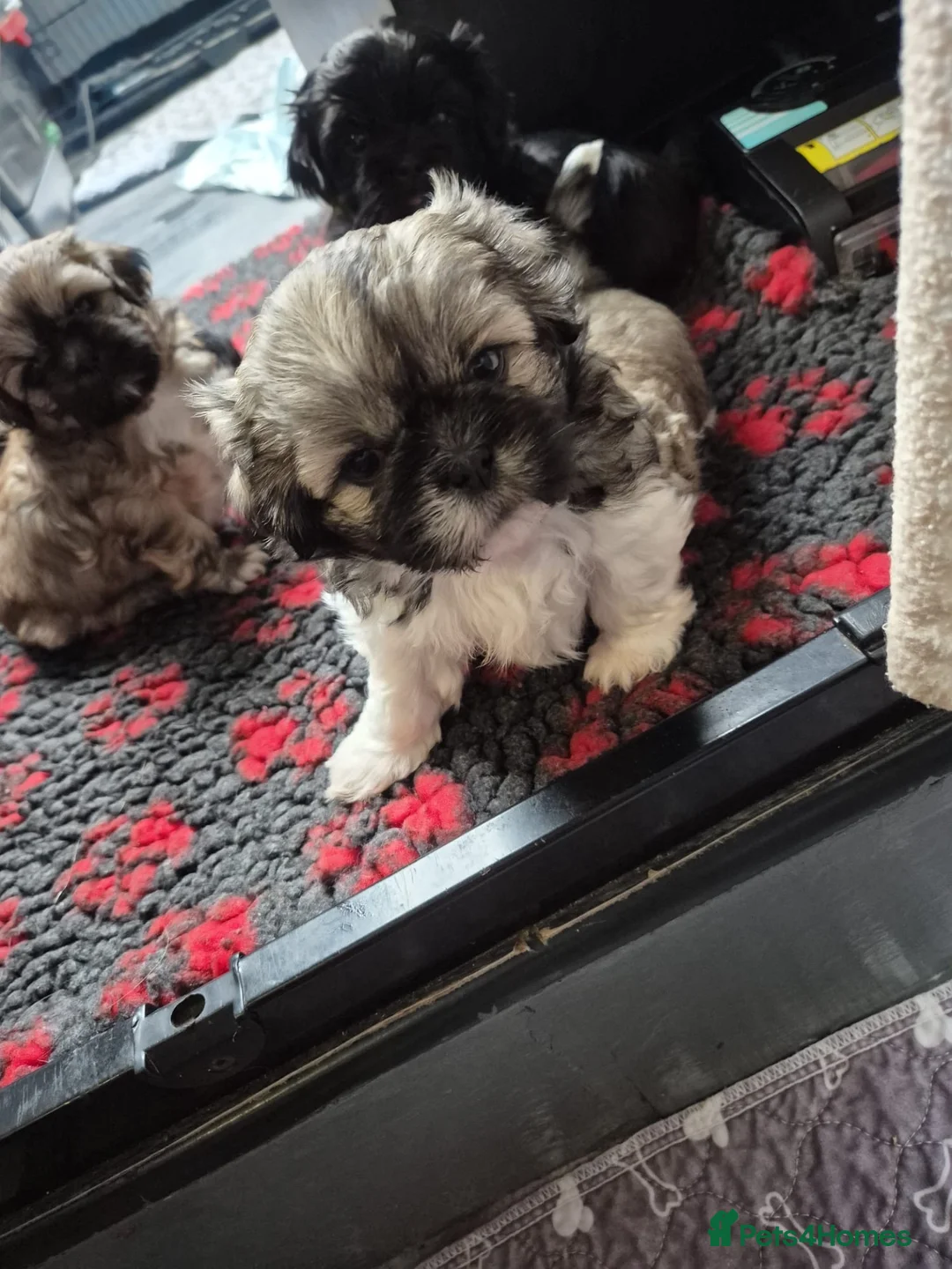 Shih Tzu dogs for sale: Shih Tzu puppies in Sheffield - Advert 2